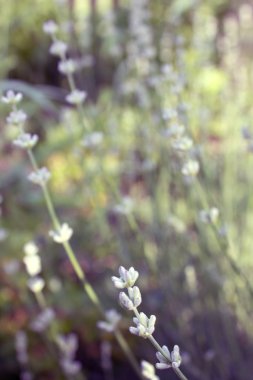 Lavanta taze lahanası