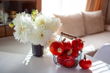İç dekorasyon sonbaharı. Balkabaklarının yemek masasına koyduğu sonbahar çiçek aranjmanını kapat. Oturma odasında beyaz yıldız çiçeği olan bir buket. Boşluk