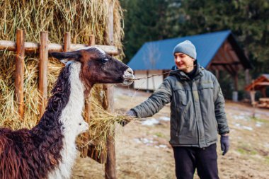 Kışın çam ağaçlarının arasında yürüyen ve saman yiyen bir grup lamayla beslenen adam. Guanaco 'lar hayvanat bahçesi hayvan parkında yaşıyorlar. Llammas Çiftliği