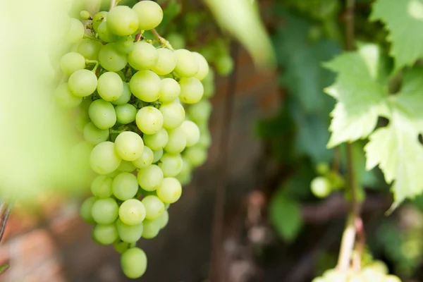 Ramo de uvas moscatel — Foto de Stock