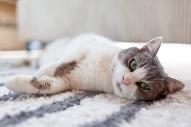 Evdeki halıya uzanmış beyaz ve gri kediyi yakından çek. Rahat ve rahat hisset. Evcil hayvan oturma odasında dinleniyor..