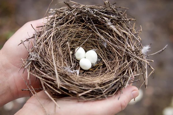 手で卵と巣 — ストック写真