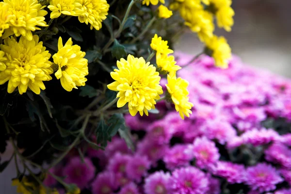 Yellow and purple chrysanthemum