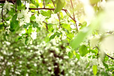 Bahar elma çiçeği