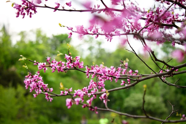 Pink acacia blooming in spring garden — Stock Photo, Image