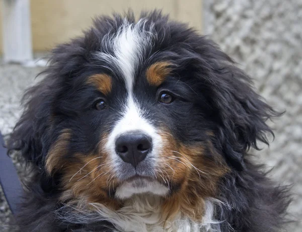 Berner Sennenhund — Stockfoto