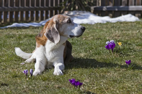 Beagle profiter du soleil de printemps — Photo