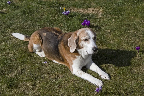 Beagle profiter du soleil de printemps — Photo