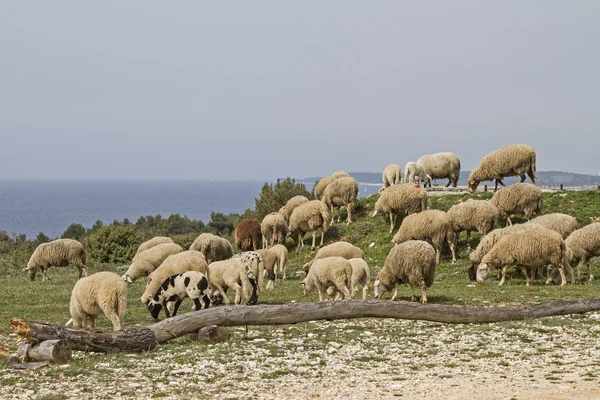 Ovejas en Istria — Foto de Stock