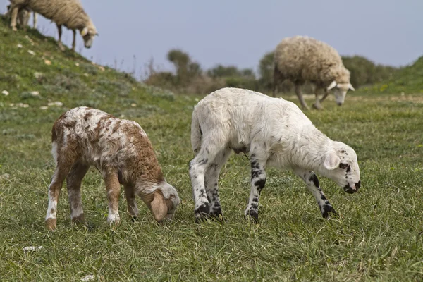 Moutons en Istrie — Photo