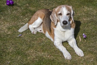 Bahar güneş zevk beagle