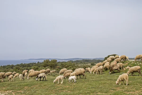 イストリア半島の羊 — ストック写真