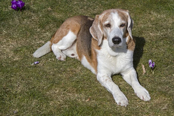 Beagle genießt die Frühlingssonne — Stockfoto