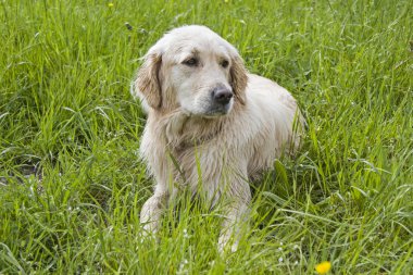 Golden retriever açık