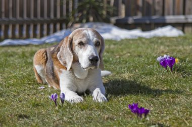 Bahar güneş zevk beagle