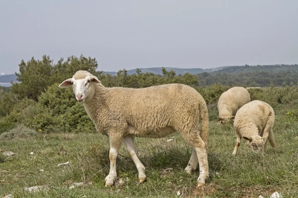 Ovejas en Istria — Foto de Stock