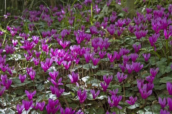 Flores de ciclamen en Istria —  Fotos de Stock