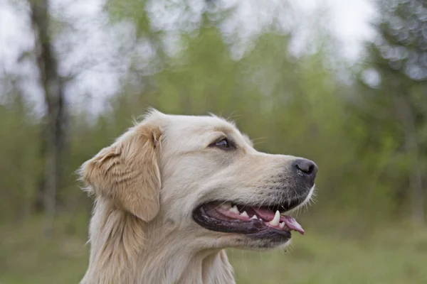 Golden retriever utomhus — Stockfoto