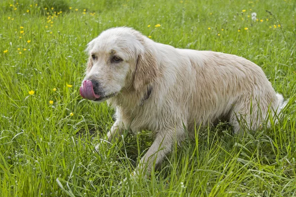 Golden Retriever outdoor — Stock Photo, Image