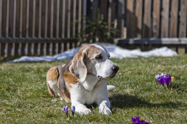 Bahar güneş zevk beagle