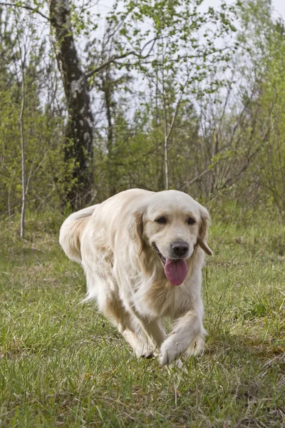 Gouden retriever buiten — Stockfoto