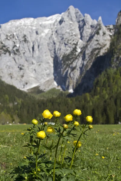 Alto Goell en Berchtesgaden Alpes — Foto de Stock