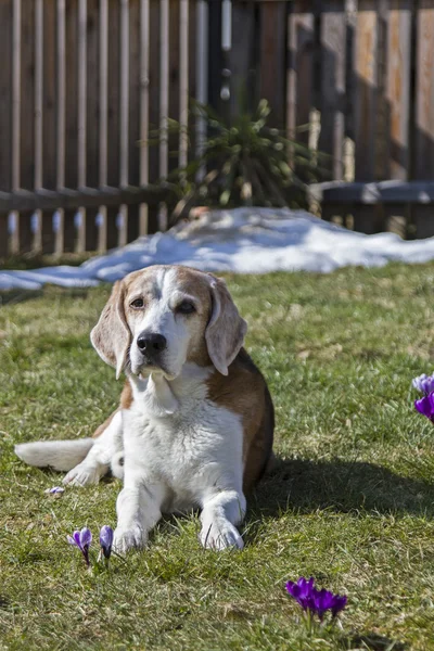 Bahar güneş zevk beagle — Stok fotoğraf