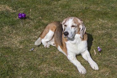 Bahar güneş zevk beagle
