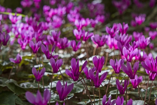 Fiori di ciclamino in Croazia — Foto Stock