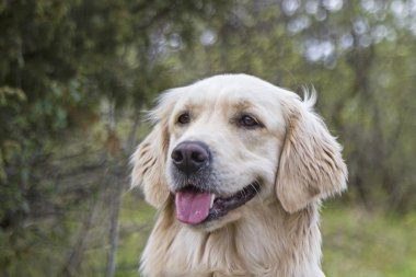 Golden retriever 'ın portresi