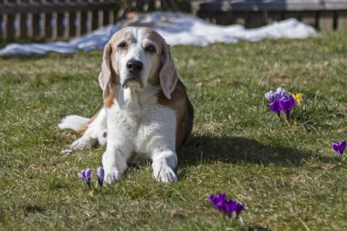 Bahar güneş zevk beagle