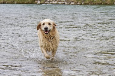 Golden Retriever suda çalışan