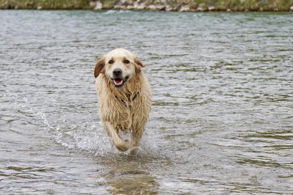 Golden Retriever lopen in water — Stockfoto