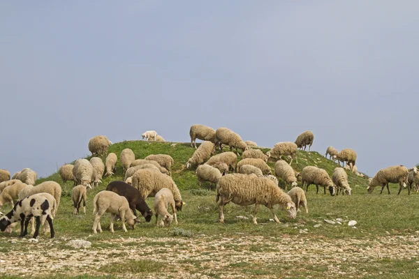 Moutons en Istrie — Photo
