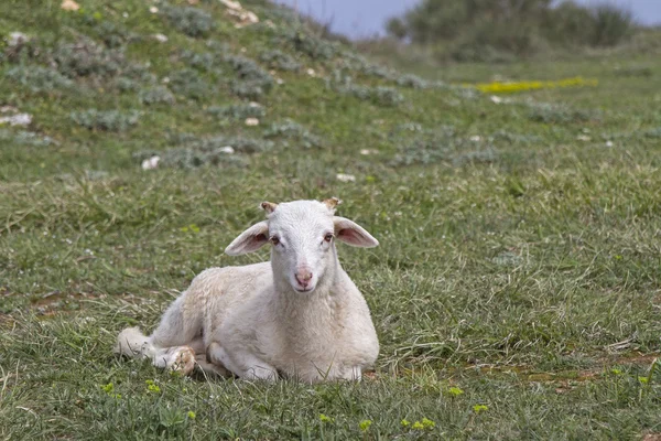 Owieczka w Istria — Zdjęcie stockowe