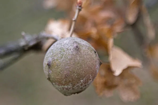 Galls on an oak — Stock Photo, Image