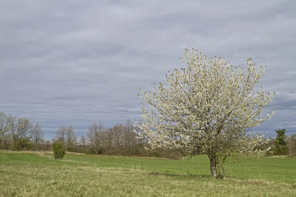 Árvore de cereja na primavera — Fotografia de Stock