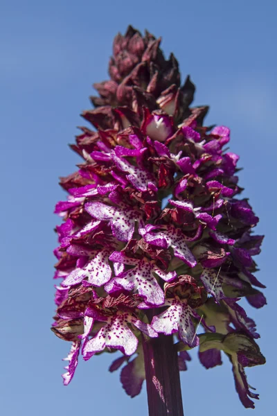 Kwitnąć Orchis purpurea — Zdjęcie stockowe