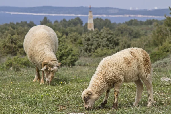 Sheeps in Istrië — Stockfoto