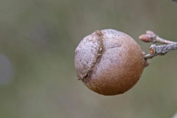 Las agallas en un roble — Foto de Stock