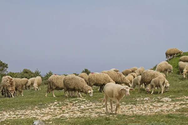 Овцы Истрии — стоковое фото