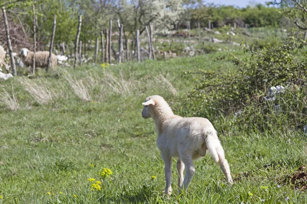 Maman Mouton où es-tu ? — Photo