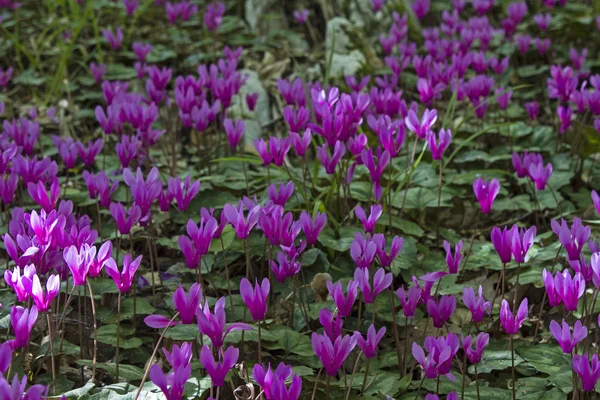 Ciclamino in fiore in Istria — Foto Stock