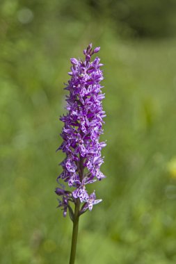 Turba çayır üzerinde orkide çiçek