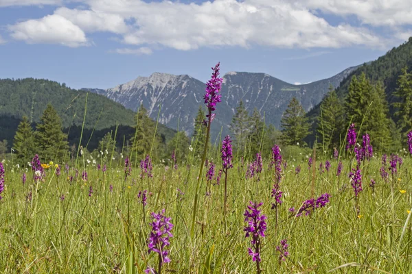 Blütenpracht im Weidmoos — Stockfoto