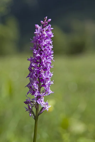 Orkidé blomma på en torv äng — Stockfoto