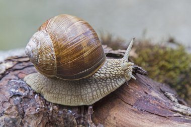 salyangoz bir ağaç gövdesi üzerinde