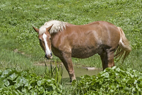 Haflinger konia na górskiej łące — Zdjęcie stockowe