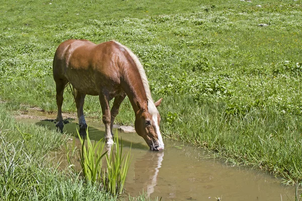Haflinger horse  in a brook — Stock Photo, Image