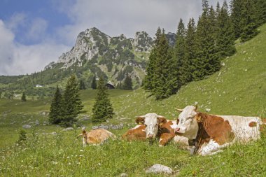 Arka planda Ruchenkoepfe ile inek
